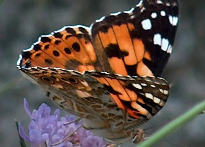 A Storia Coti-Chiavari (Corsica)
