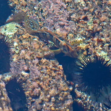 Apartahotel A Storia Coti-Chiavari (Corsica)