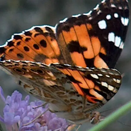 A Storia Coti-Chiavari (Corsica)