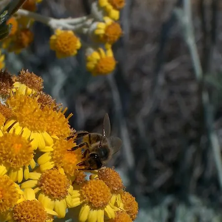 Apartahotel A Storia