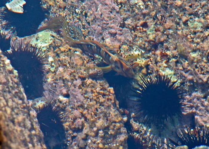 Apart Otel A Storia Coti-Chiavari (Corsica)